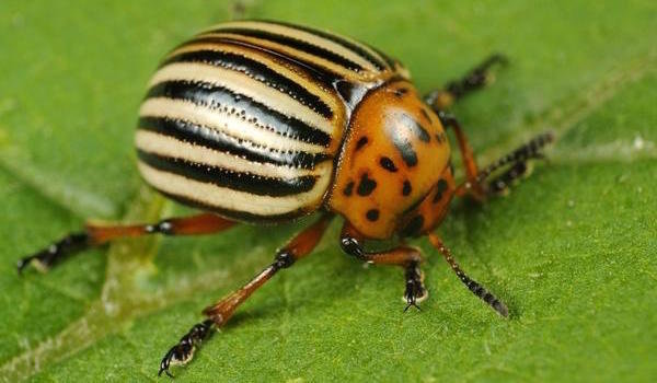 Protecting potatoes from the Colorado potato beetle 3 simple steps