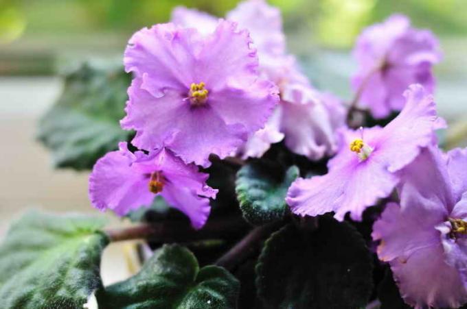 Measures to combat leaf twisting in violets