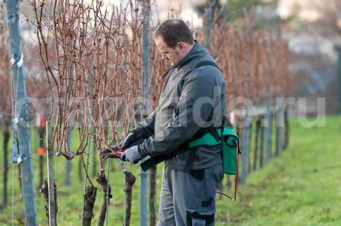5 common mistakes beginners when pruning grapes