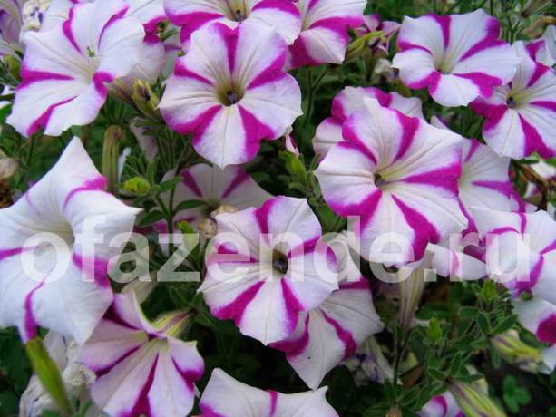 Pinch petunia for its gorgeous bloom