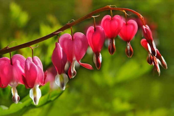 Care Dicentra. Illustration for an article is used for a standard license © ofazende.ru