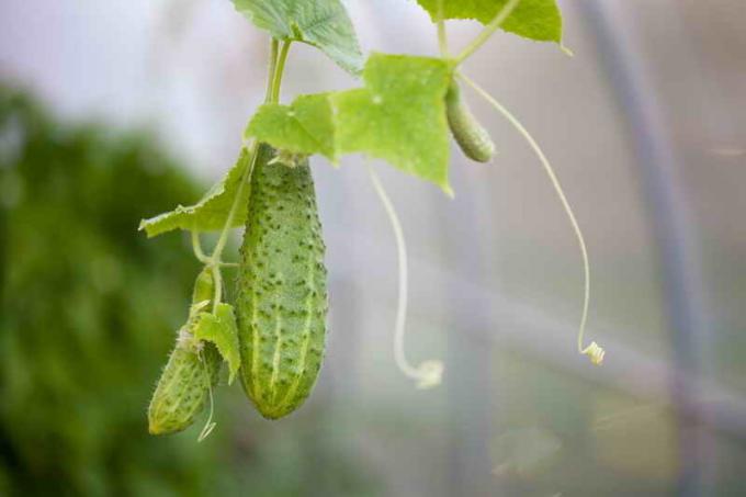 Tricks care cucumbers in the greenhouse