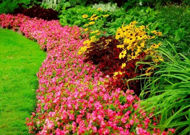 Perennials - flower for all seasons: Tips gardeners