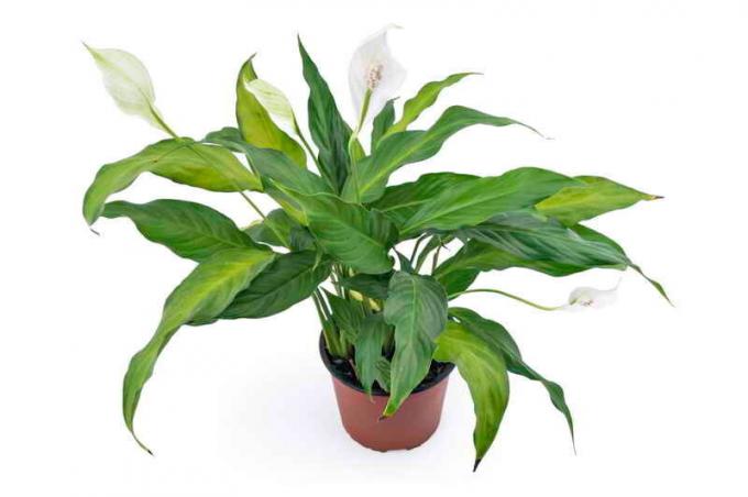Spathiphyllum blooms. Illustration for an article is used for a standard license © ofazende.ru