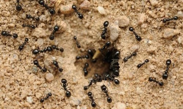 Ants bring many benefits to the garden. No need to destroy them