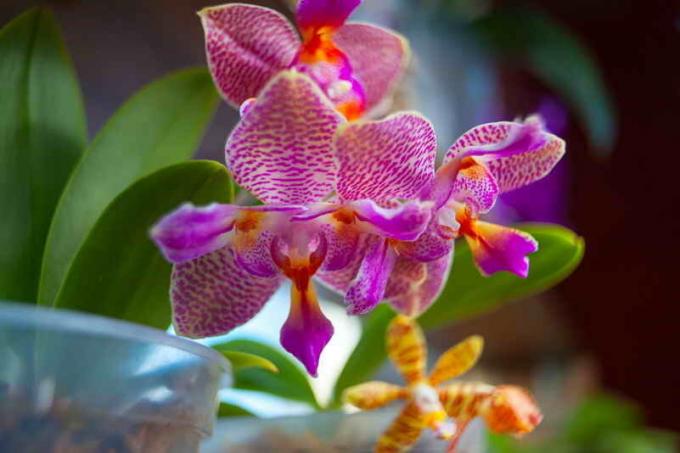 Hydrogen peroxide - one of the best fertilizers for orchids