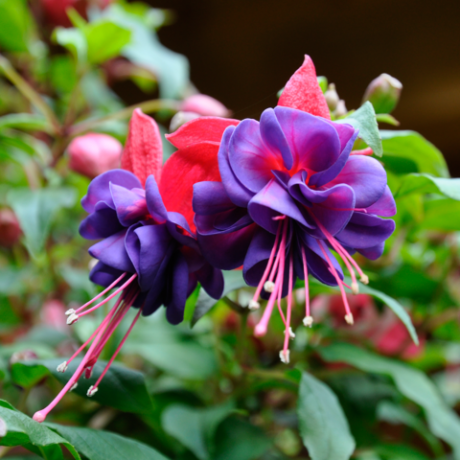 Small, very abundantly flowering shrub