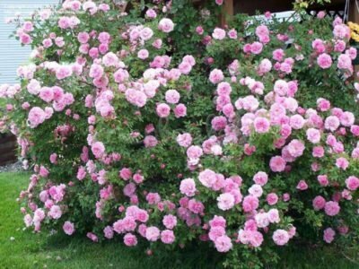 Roses Canadian selection during flowering