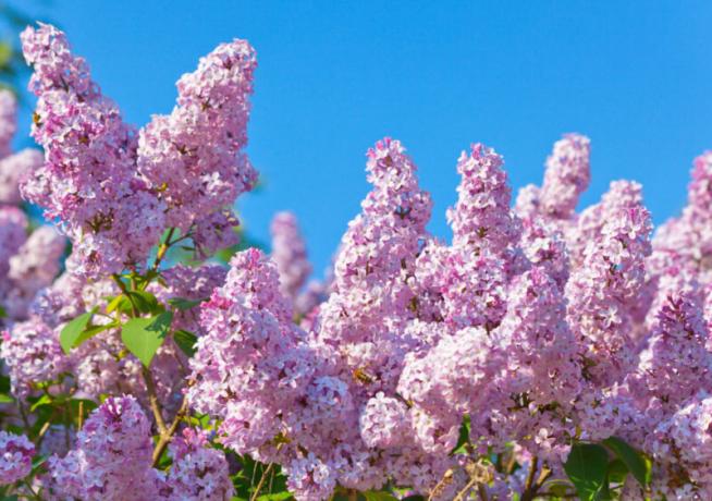 Blossoming lilac - a symbol of the approaching summer. Illustration for an article is used for a standard license © ofazende.ru