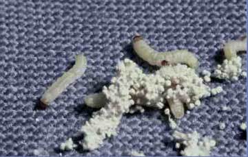 Photo of food moth larvae