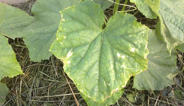Location on the leaves of cucumber sunburn if watering is done right