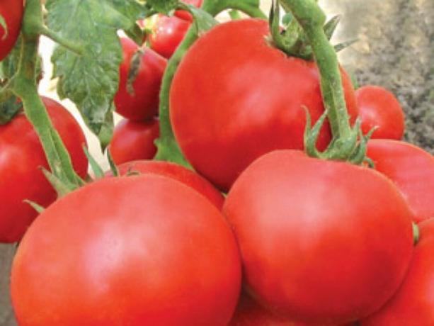 Most early varieties of tomatoes: types and descriptions