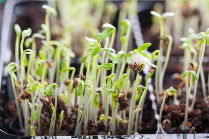 Why die seedlings. eight errors gardener