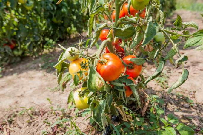 In tomato leaf curl. Illustration for an article is used for a standard license © ofazende.ru