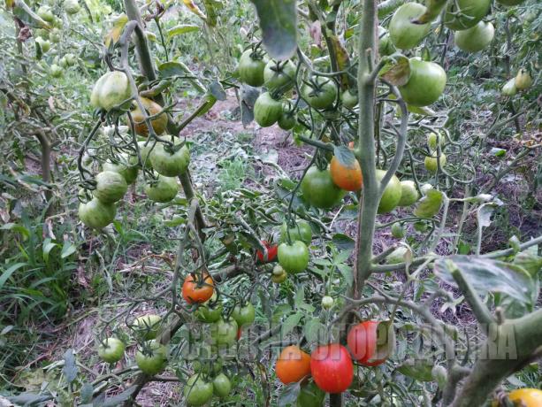 My autumn beds: tomatoes "Vernissage"