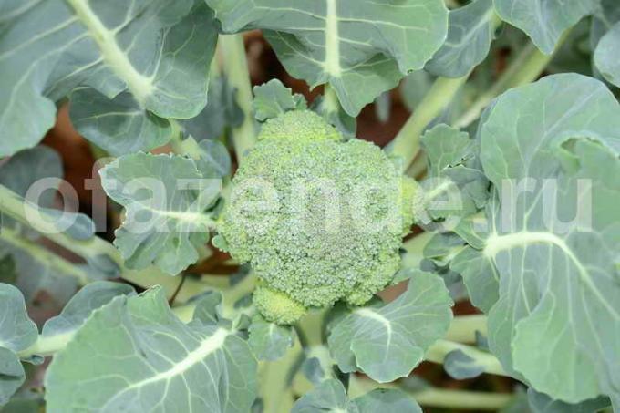 Growing broccoli: 8 tips