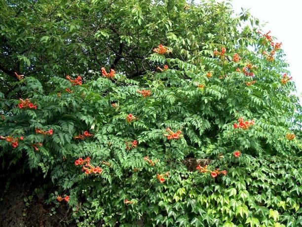 Trumpet - vine for fences and walls