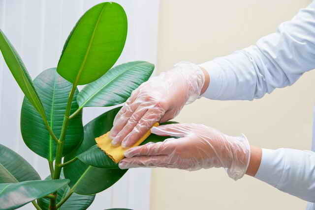 Rubbing leaves Ficus Elastica. Illustrations for the article is used for a standard license © ofazende.ru