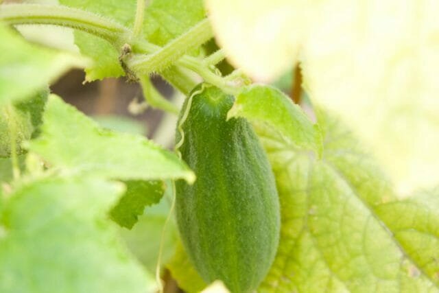 Why curves cucumbers grow: the possible causes, ways to solve problems and recommendations