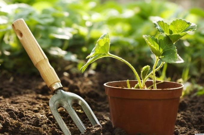 Why experienced gardeners put a match to the pots with herbs
