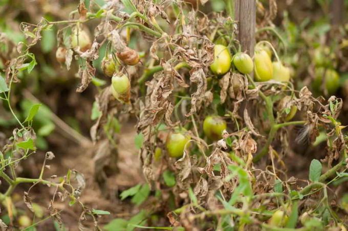 Disease of tomatoes in greenhouses