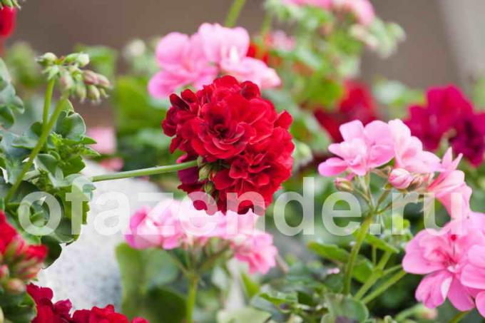 Pelargonium (Geranium). Illustration for an article is used for a standard license © ofazende.ru