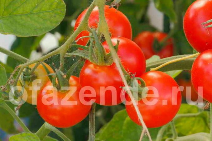 Tomatoes zhiruyut: what to do, what and how to stop greasing