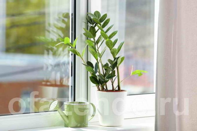 Zamioculcas (dollar tree) in the house: that promise signs