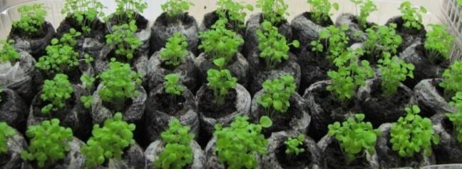 How to grow potatoes from seed