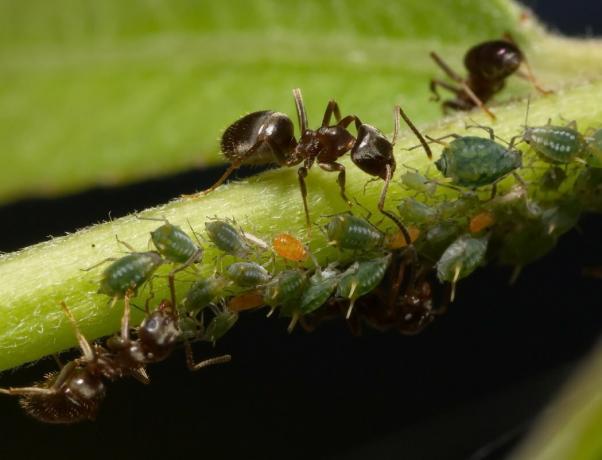 As for one day to rid your land of ants throughout the season, in a humane manner without the use of chemicals (part 2)