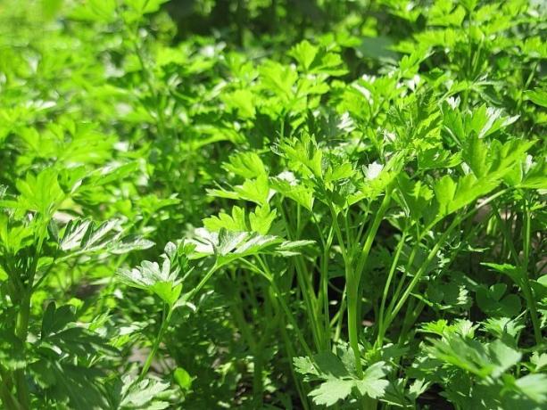 Parsley Secrets: growing for themselves and for sale