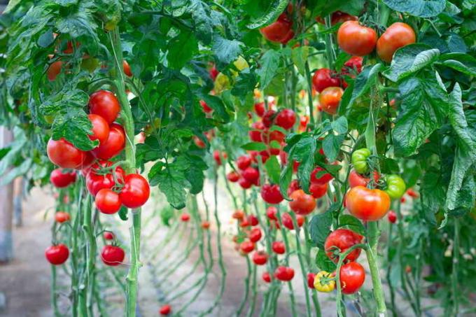 Ripe tomatoes. Illustration for an article is used for a standard license © ofazende.ru