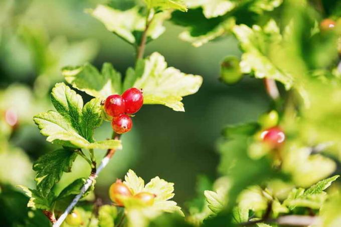 Alpine currant. Illustration for an article is used for a standard license © ofazende.ru