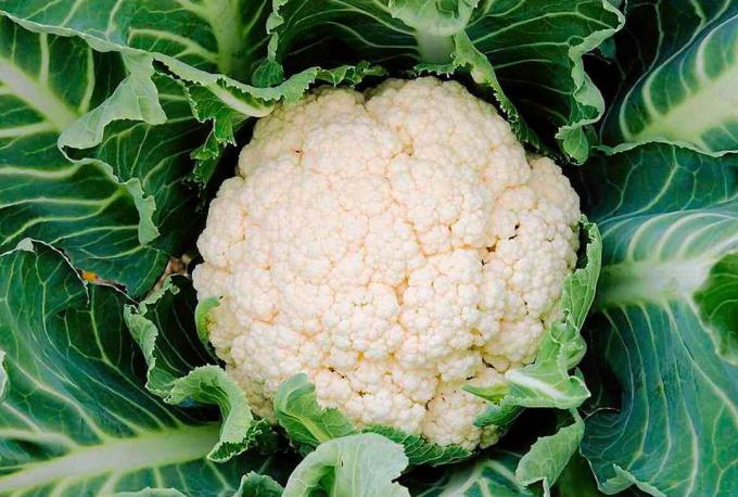 We get a great harvest of cauliflower