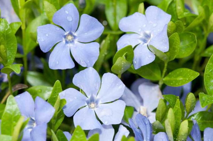 Creeping herbaceous plants in your garden: tips to gardeners