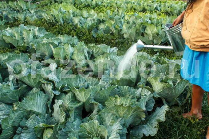 Watering cabbage patch. Illustration for an article is used for a standard license © ofazende.ru