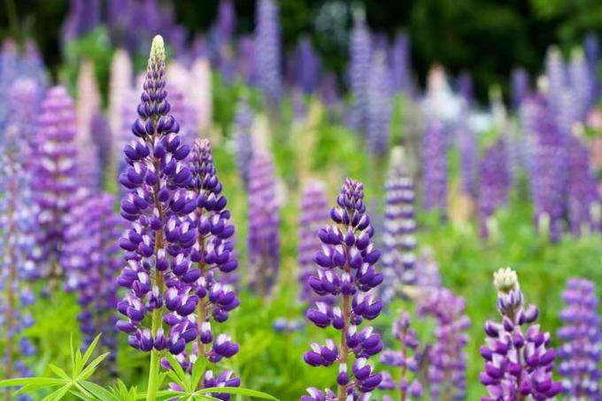 Lupins as a green manure. Illustration for an article is used for a standard license © ofazende.ru