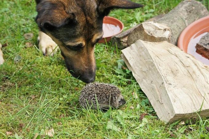 Hedgehogs in the country - what are their benefits and harms?
