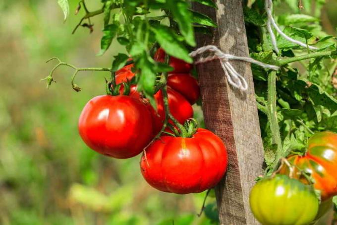 Dry law "for tomatoes (Kazarina method)