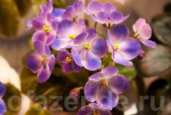 Violets in the house: folk superstitions. What does the color