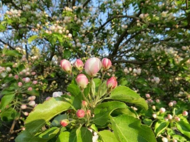 Why an apple tree in bloom, but do not bear fruit?