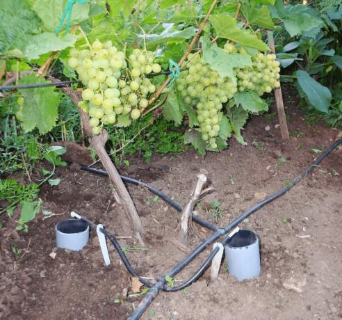 How to water the grapes to get a good harvest