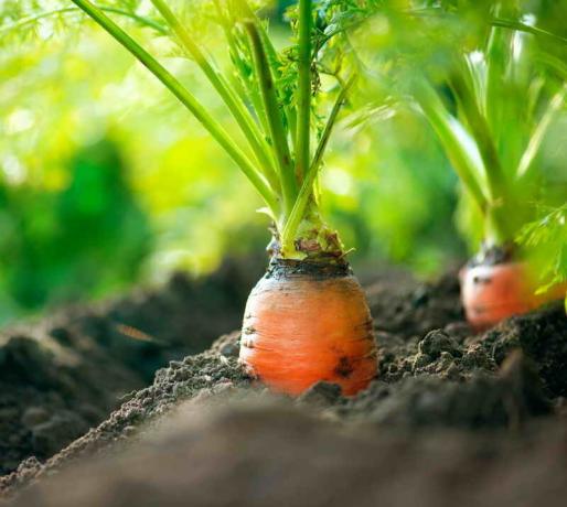 When to harvest, how to collect and store carrots