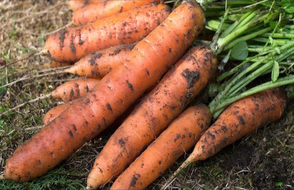 5 carrots sown before winter bugs: how not to lose the harvest