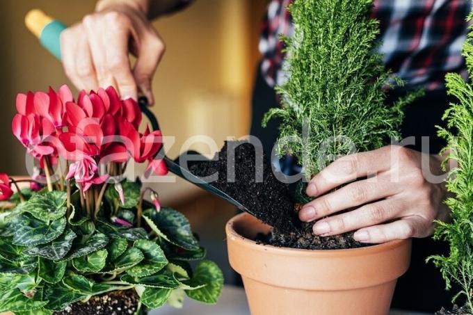 Caring for plants. Illustration for an article is used for a standard license © ofazende.ru