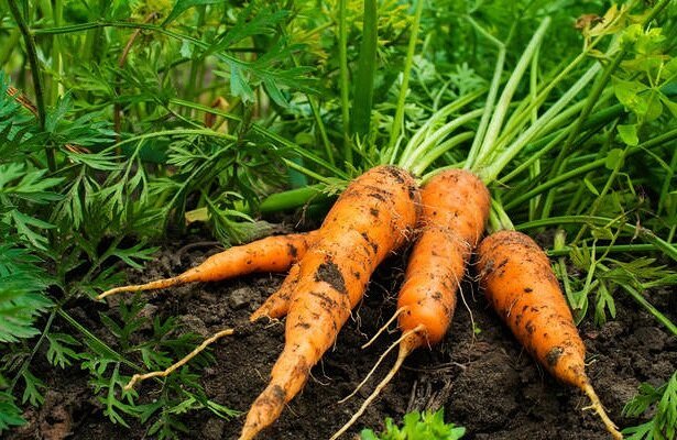 Tips on cultivation and storage of carrots