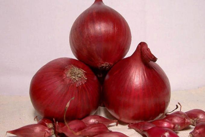 The best yield, maturation and hardworking varieties of onions (and are ideal for planting in the autumn, before winter)