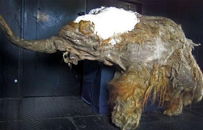 Mummy of a mammoth.