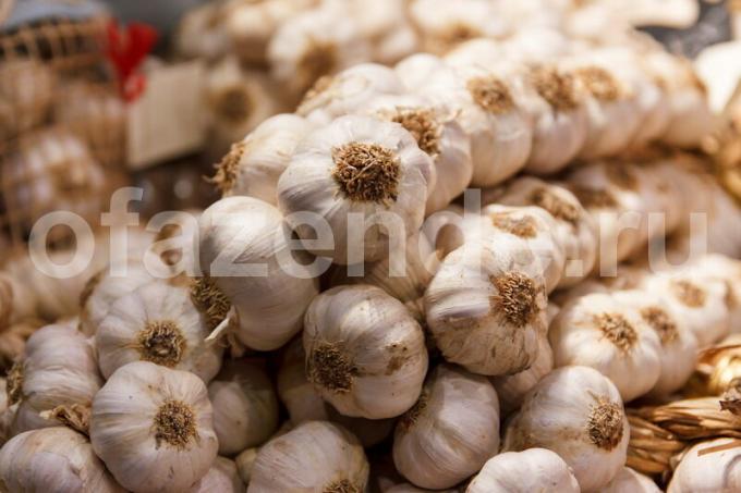 Storing garlic. Illustration for an article is used for a standard license © ofazende.ru