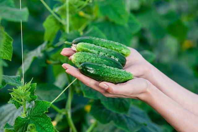 Extend the fruiting of cucumber (Photo used under the standard license © ofazende.ru) 
